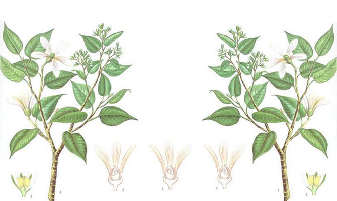 成為全球龍腦產(chǎn)業(yè)的引領(lǐng)者，遠(yuǎn)景智庫為新晃龍腦制定發(fā)展戰(zhàn)略規(guī)劃